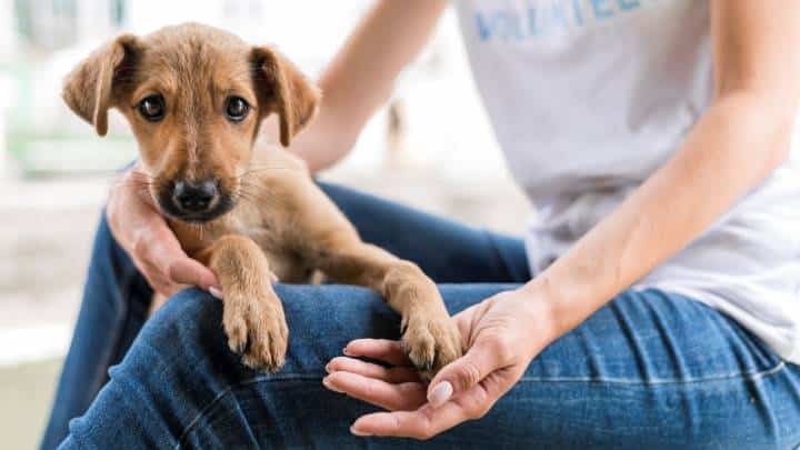 Cuidar de Pets Requer Cuidados