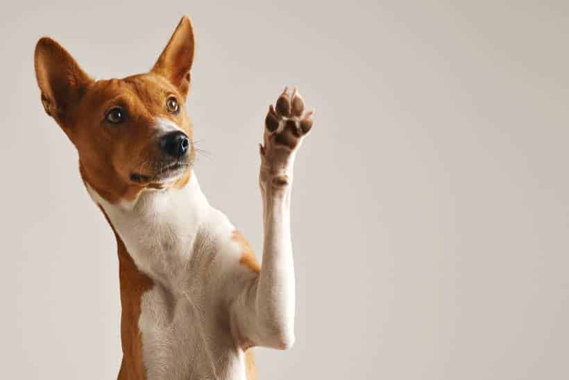 Cuidar de Pets Requer Cuidados